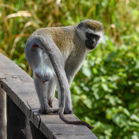 Black faced vervet monkey