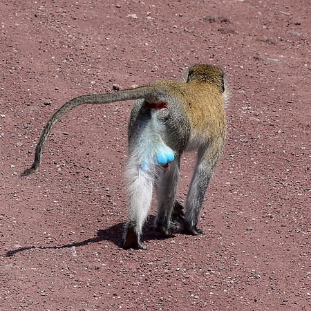 Black faced vervet monkey