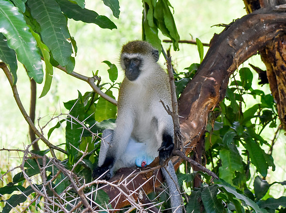 Black faced vervet monkey