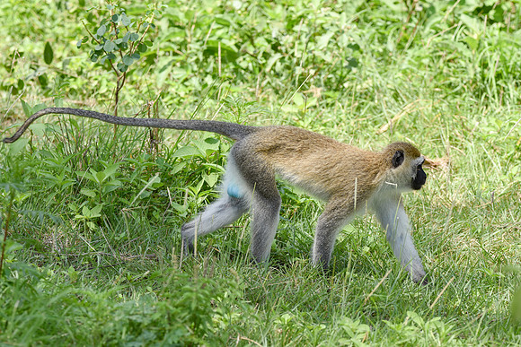 Black faced vervet monkey