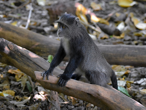 Blue monkey