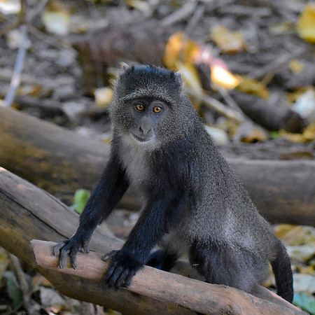 Blue monkey