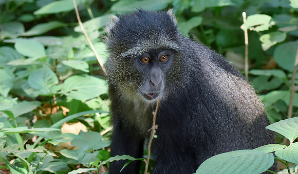 Blue monkey