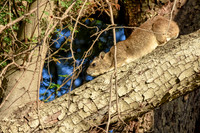 Bush hyrax