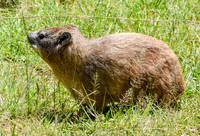 Bush hyrax