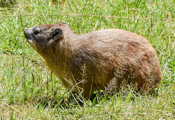 Bush hyrax