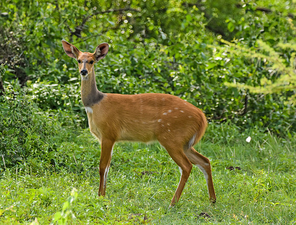 Bushbuck antelope