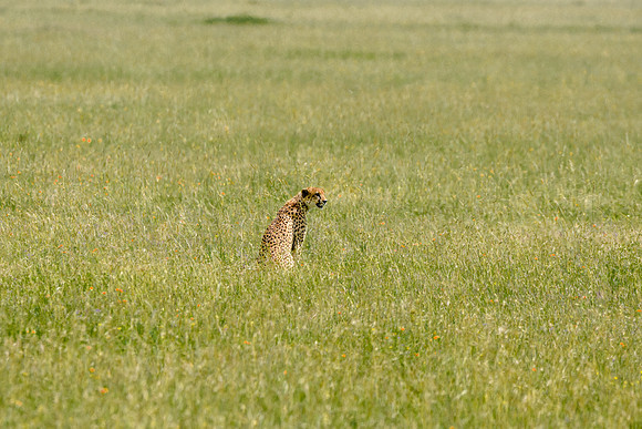 Cheetah
