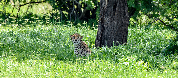 Cheetah