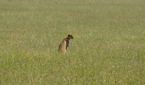 Cheetah