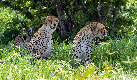 Cheetah