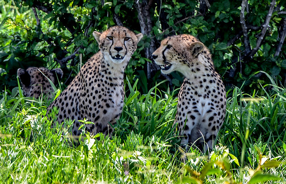 Cheetah