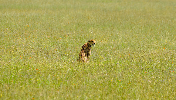 Cheetah