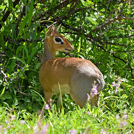 Dik dik antelope