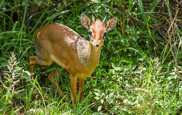 Dik dik antelope
