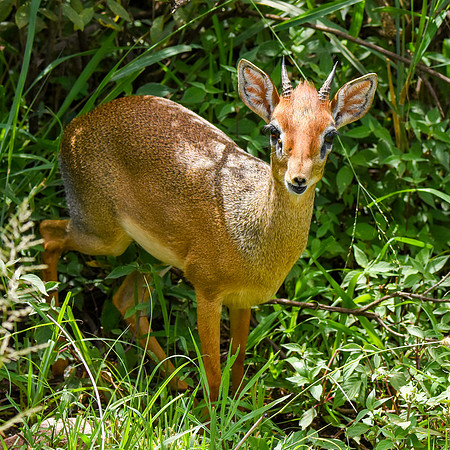 Dik dik antelope
