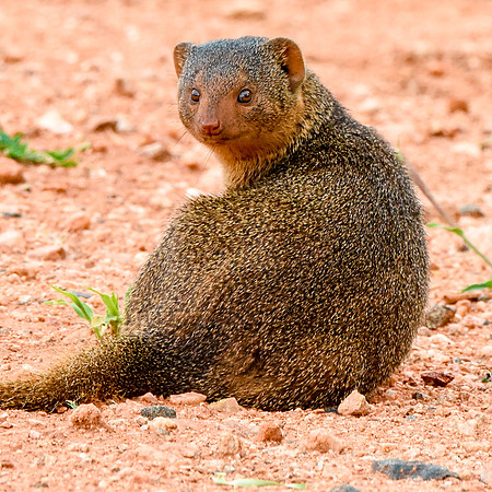Dwarf mongoose