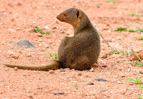Dwarf mongoose