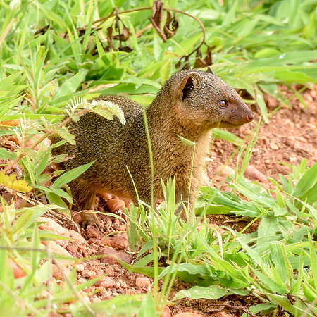 Dwarf mongoose