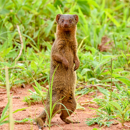 Dwarf mongoose