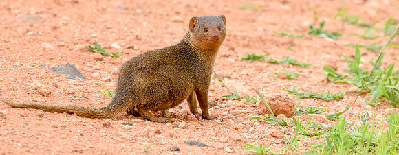 Dwarf mongoose