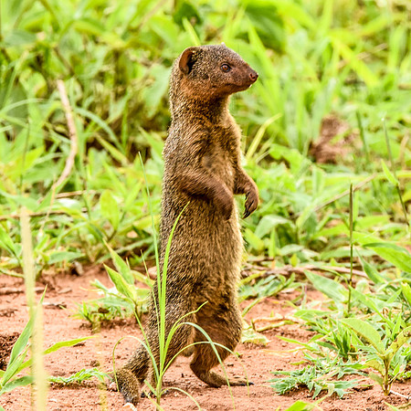 Dwarf mongoose