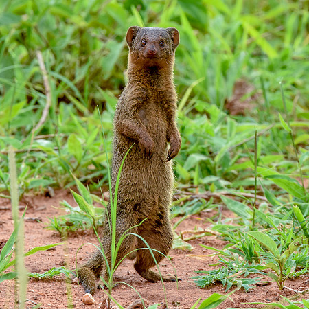 Dwarf mongoose