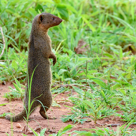 Dwarf mongoose