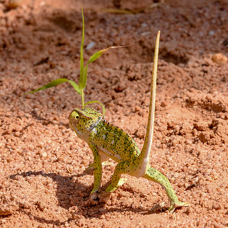 Flap necked chameleon
