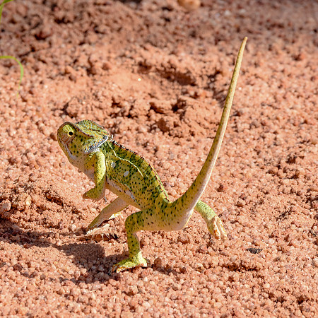 Flap necked chameleon