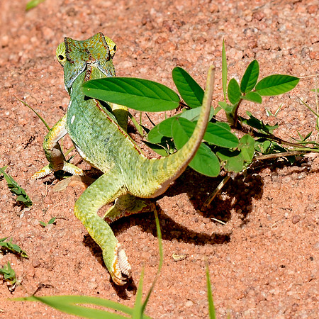 Flap necked chameleon