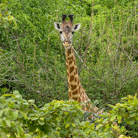 Giraffe