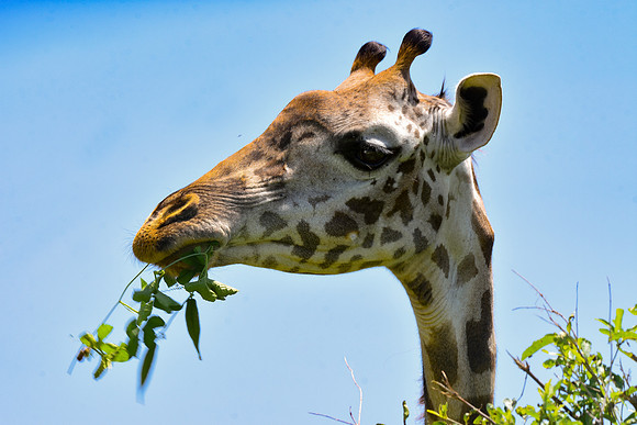 Giraffe