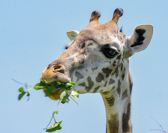 Giraffe