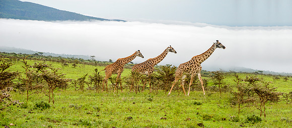 Giraffe