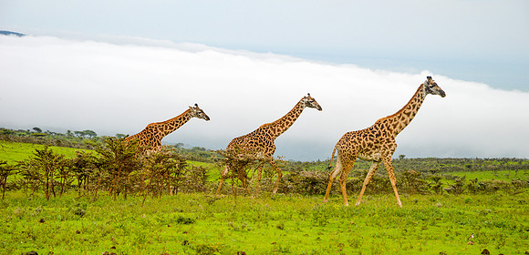 Giraffe