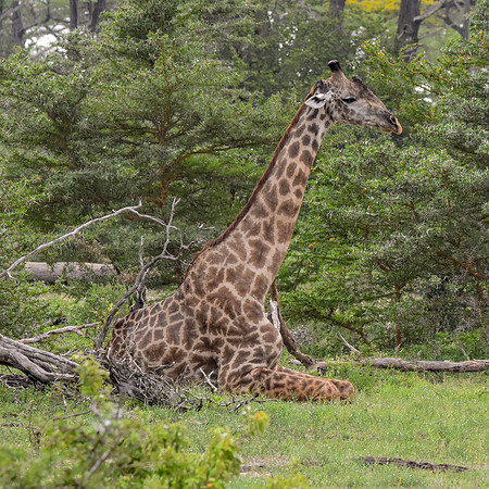 Giraffe