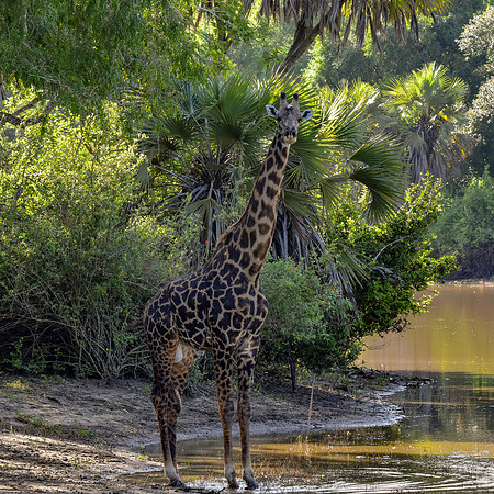 Giraffe