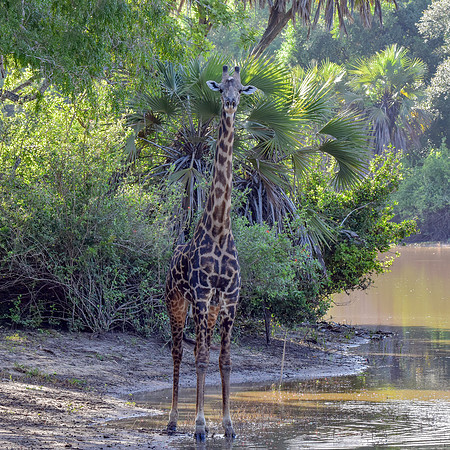 Giraffe