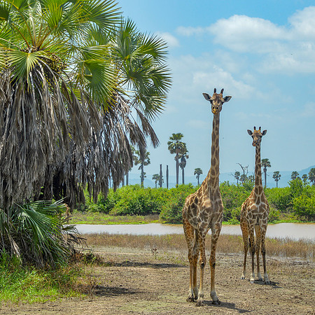 Giraffe