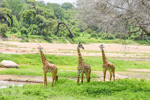 Giraffe