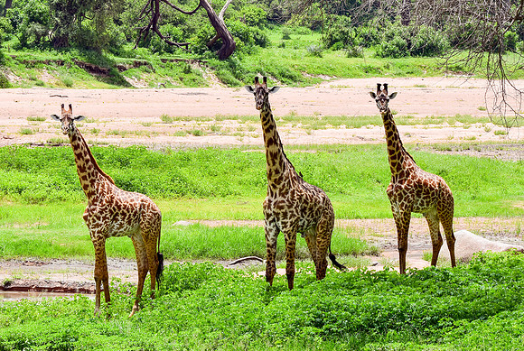 Giraffe