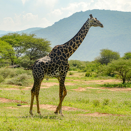 Giraffe