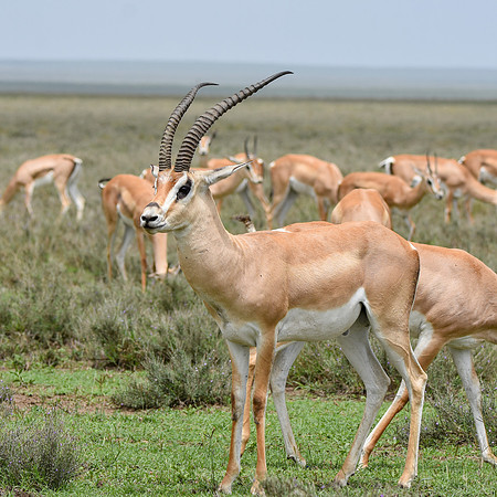 Grant's gazelle