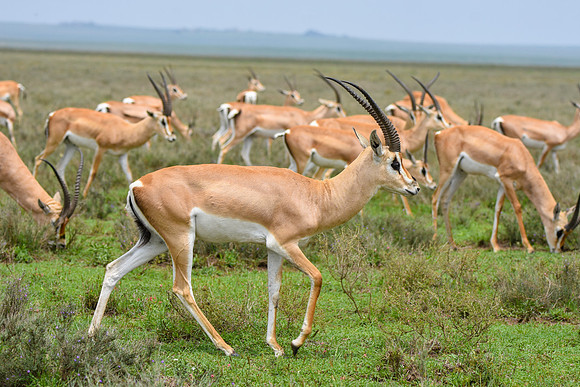 Grant's gazelle