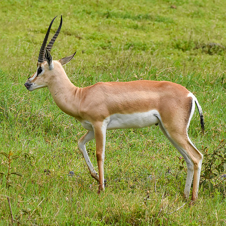 Grant's gazelle