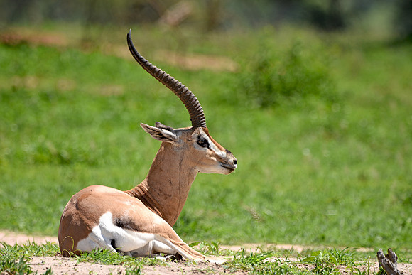 Grant's gazelle
