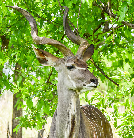 Greater kudu