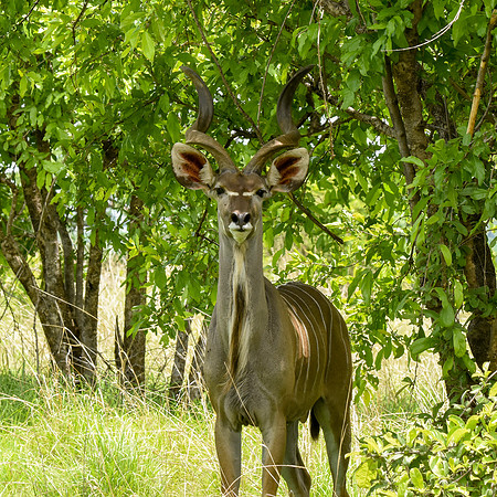 Greater kudu