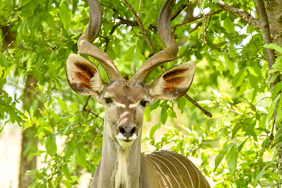 Greater kudu